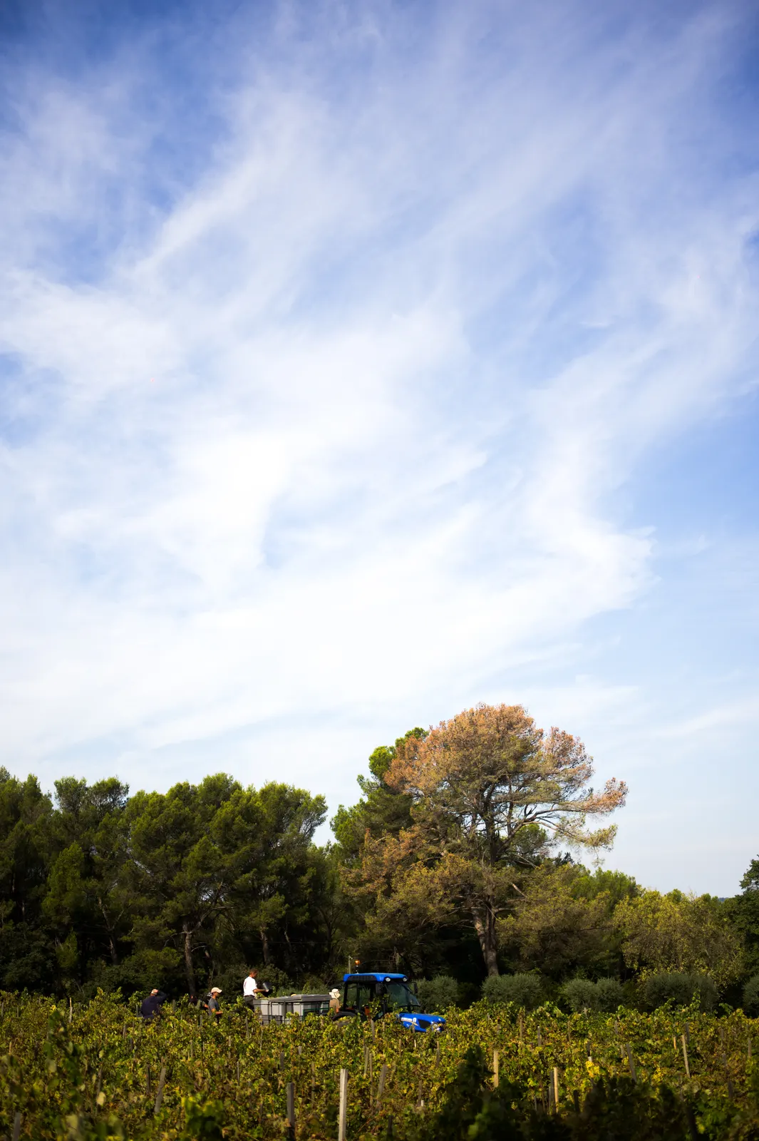 Château Simone: photograph by Jordan Sapally (190/245)