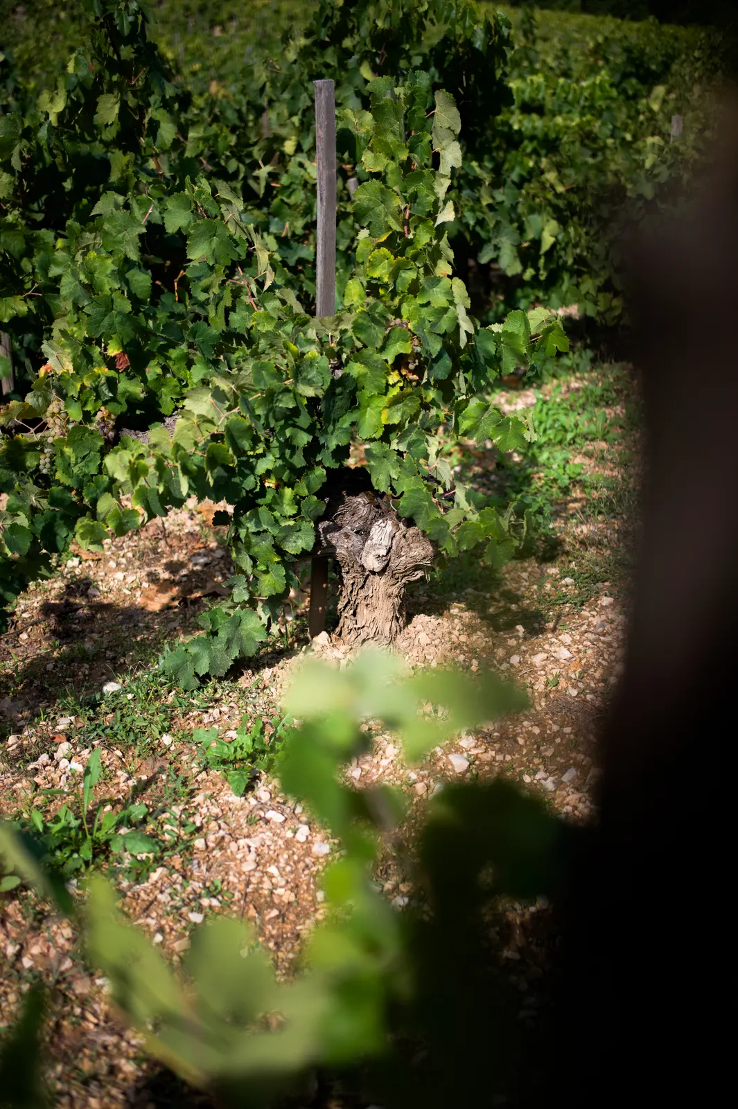 Château Simone: photograph by Jordan Sapally (198/245)