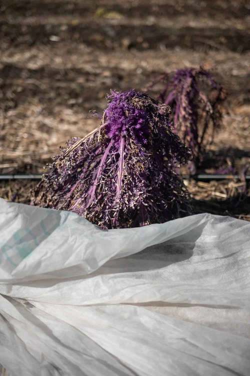 Blue Hill at Stone Barns, New York: photograph by Jordan Sapally (22/156)