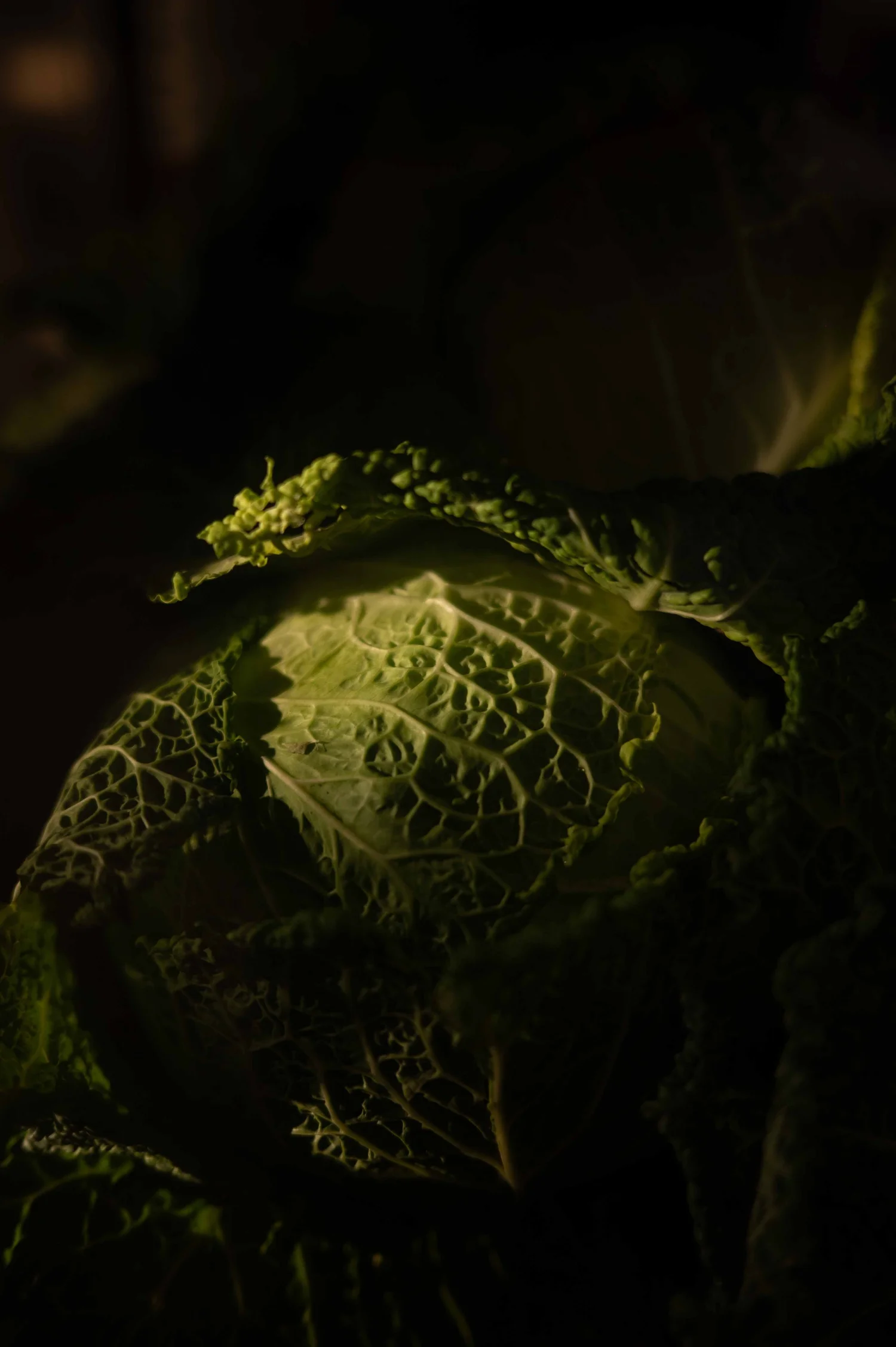 Eleven Madison Park, New York : photographie de Jordan Sapally (27/69)