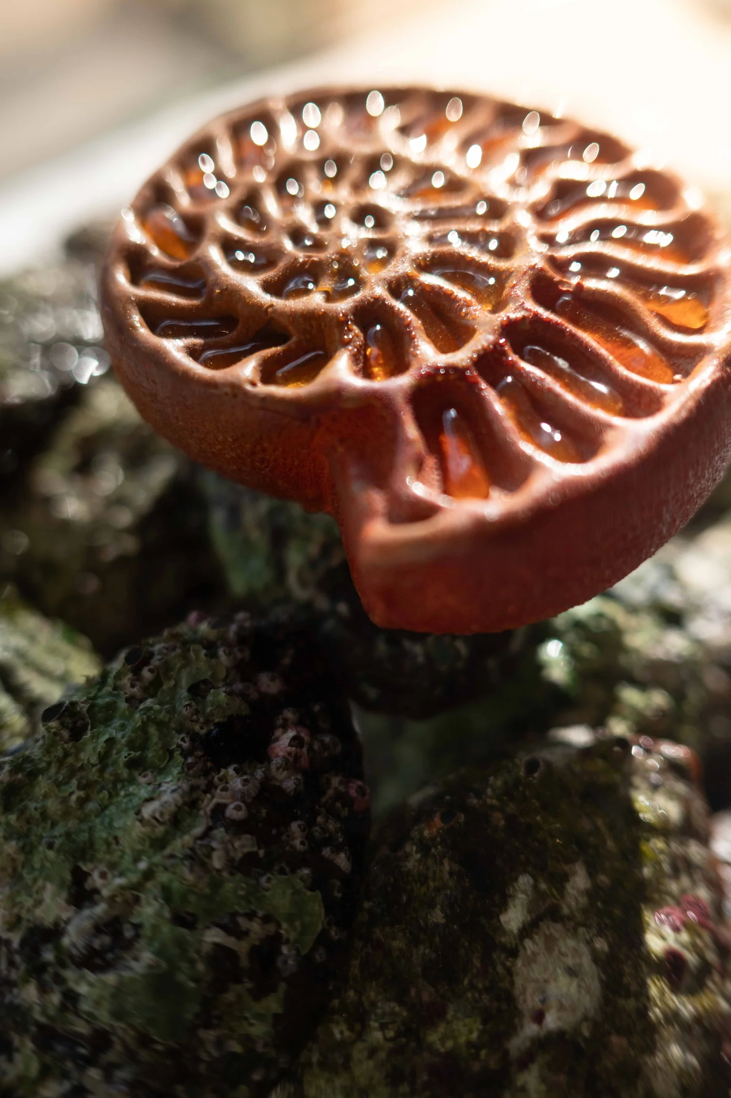 Esterre by Alain Ducasse, Tokyo : photographie de Jordan Sapally (54/125)