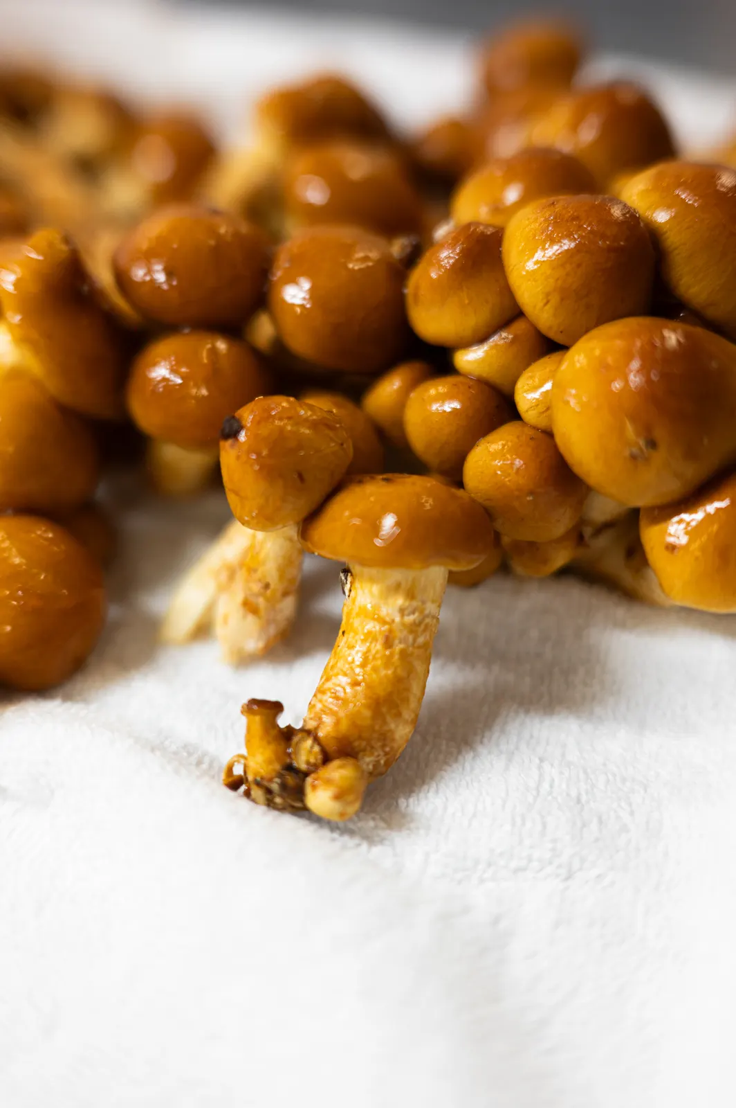 Esterre by Alain Ducasse, Tokyo : photographie de Jordan Sapally (74/125)