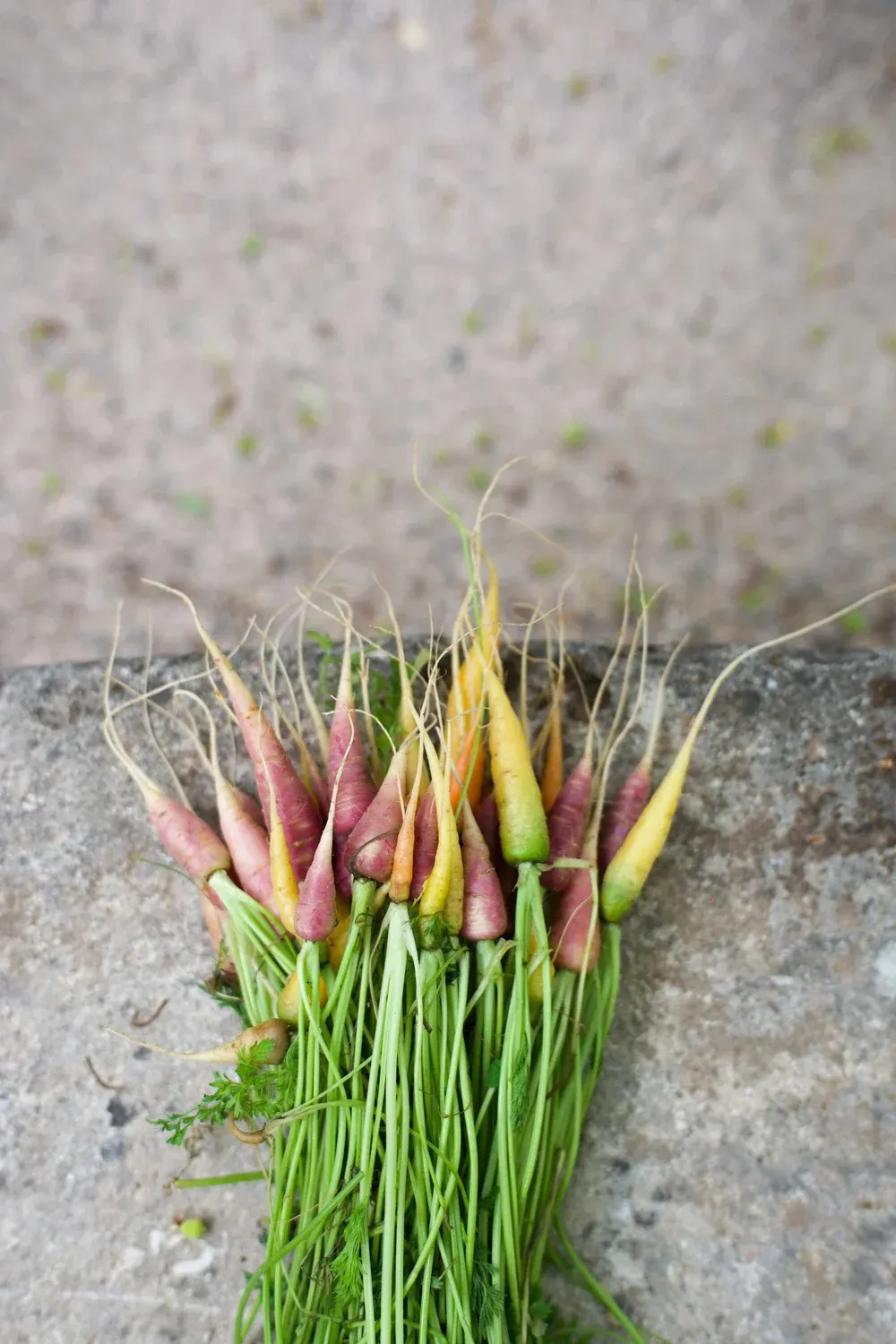 La Bastide de Moustiers : photographie de Jordan Sapally (26/74)