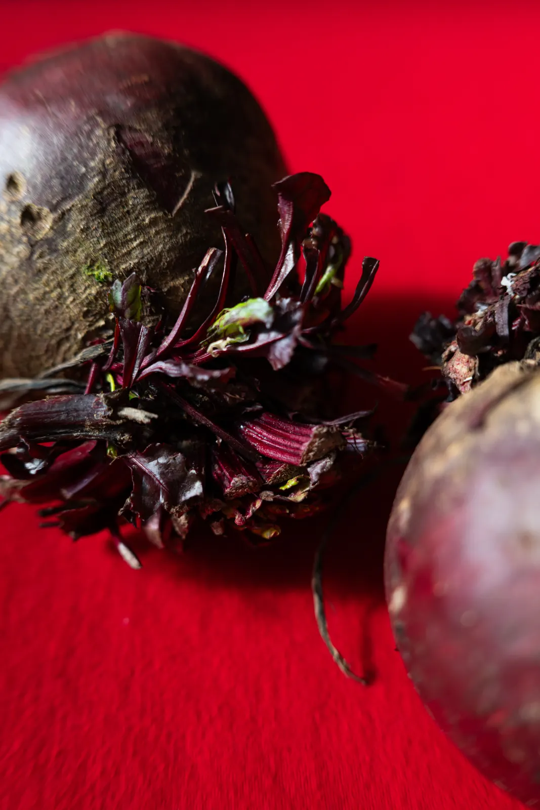 Le Chantecler, Nice : photographie de Jordan Sapally (63/160)