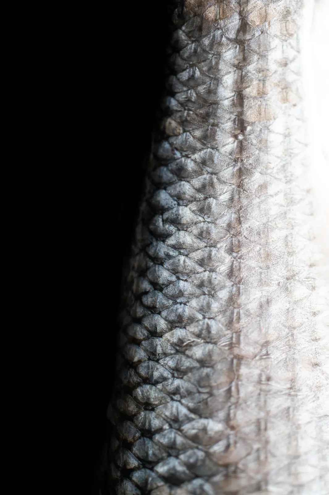 Mertensia, Lyon : photographie de Jordan Sapally (29/112)