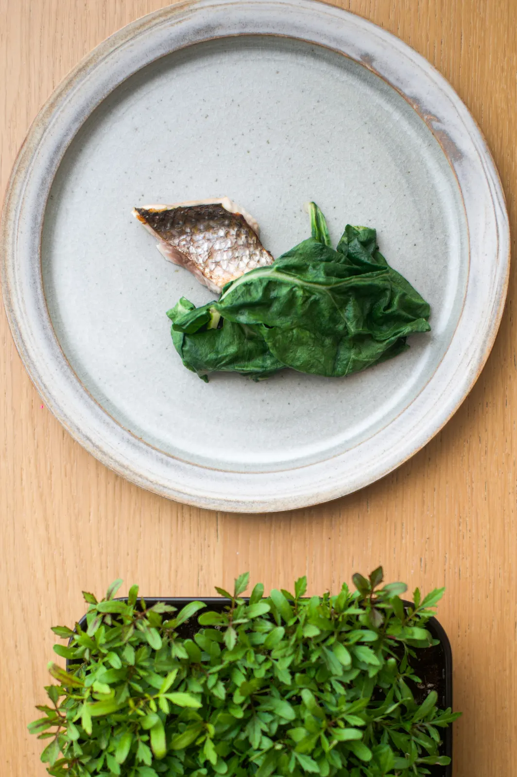 Mertensia, Lyon : photographie de Jordan Sapally (48/112)