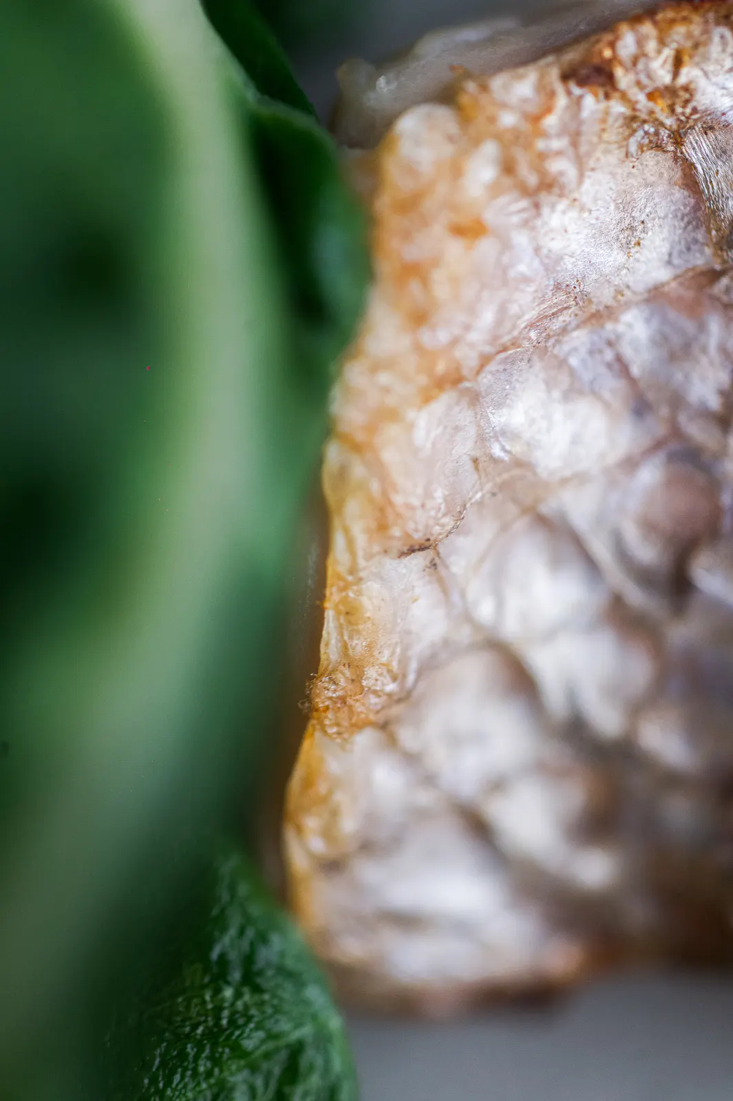 Mertensia, Lyon : photographie de Jordan Sapally (49/112)