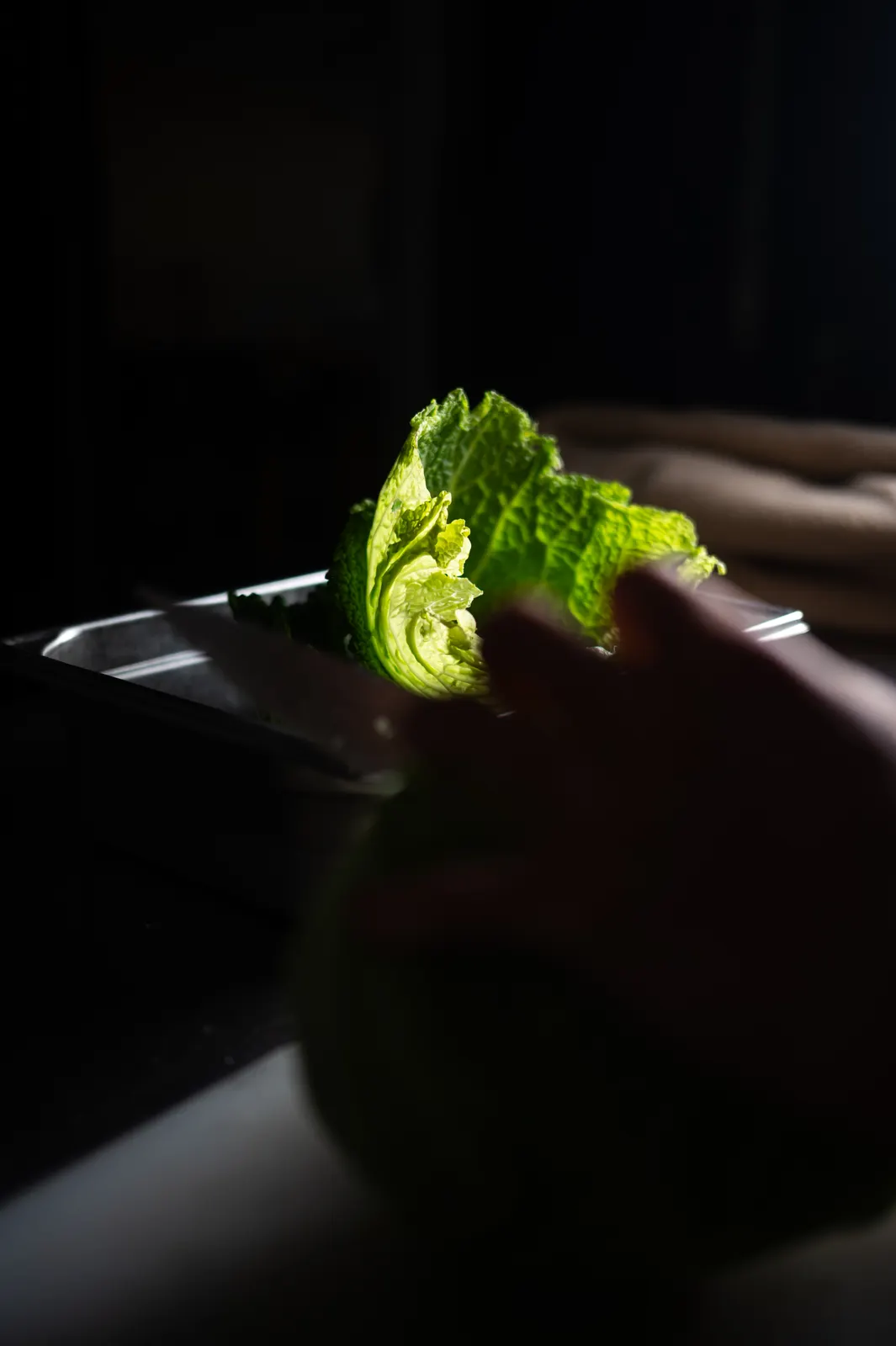 Mertensia, Lyon : photographie de Jordan Sapally (91/112)