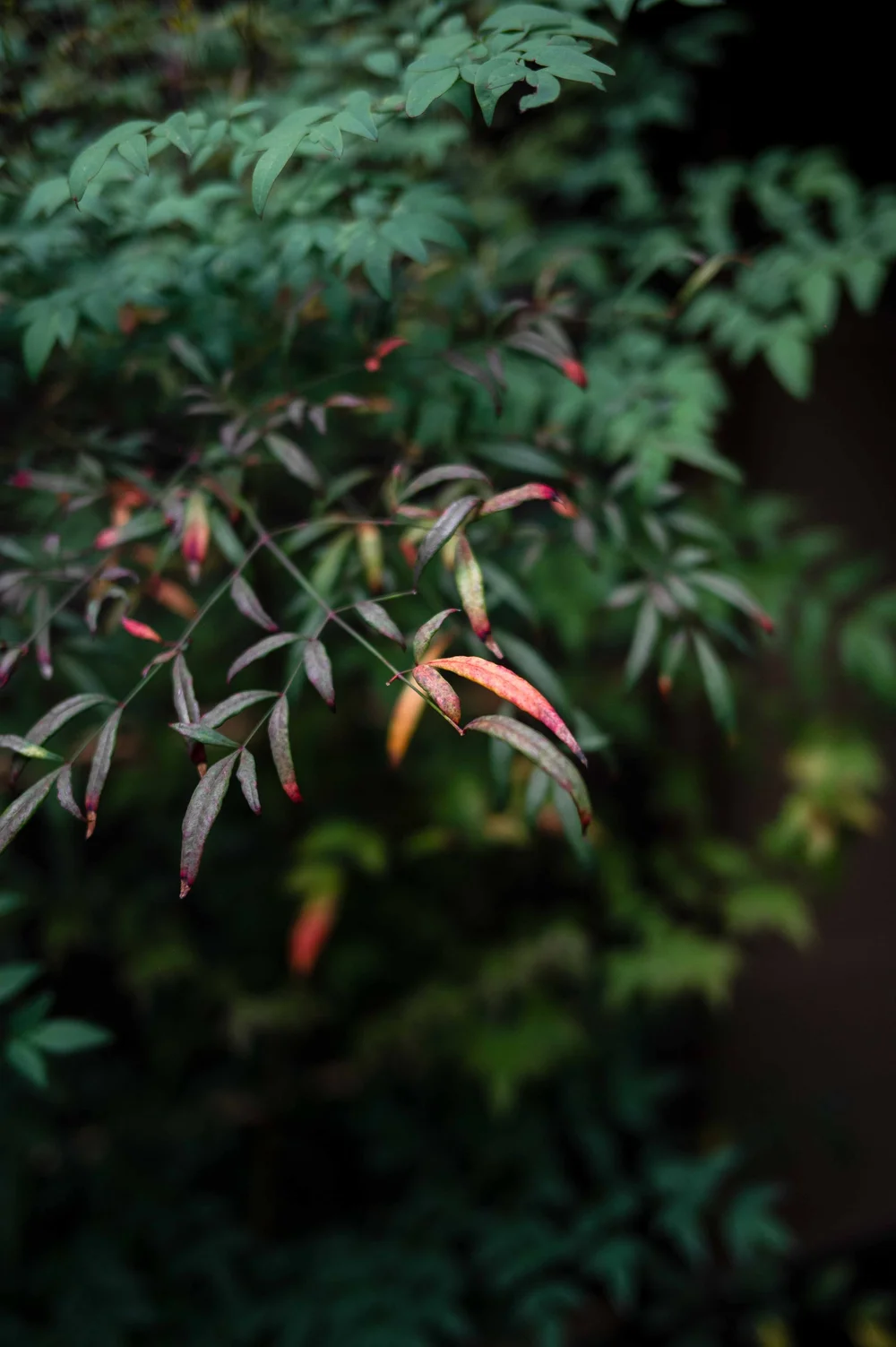 Moko, Kyoto : photographie de Jordan Sapally (39/77)