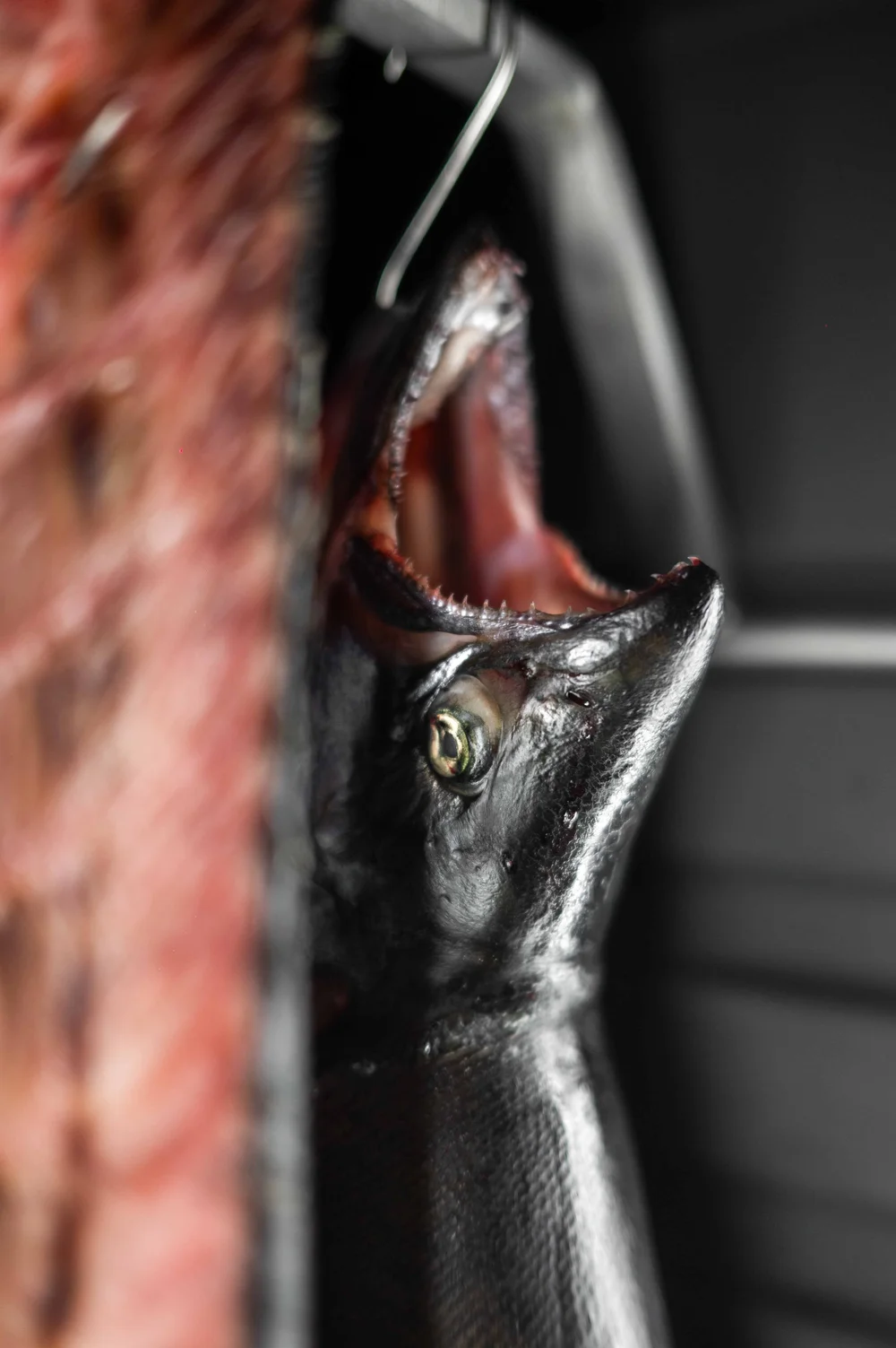Moko, Kyoto : photographie de Jordan Sapally (41/77)
