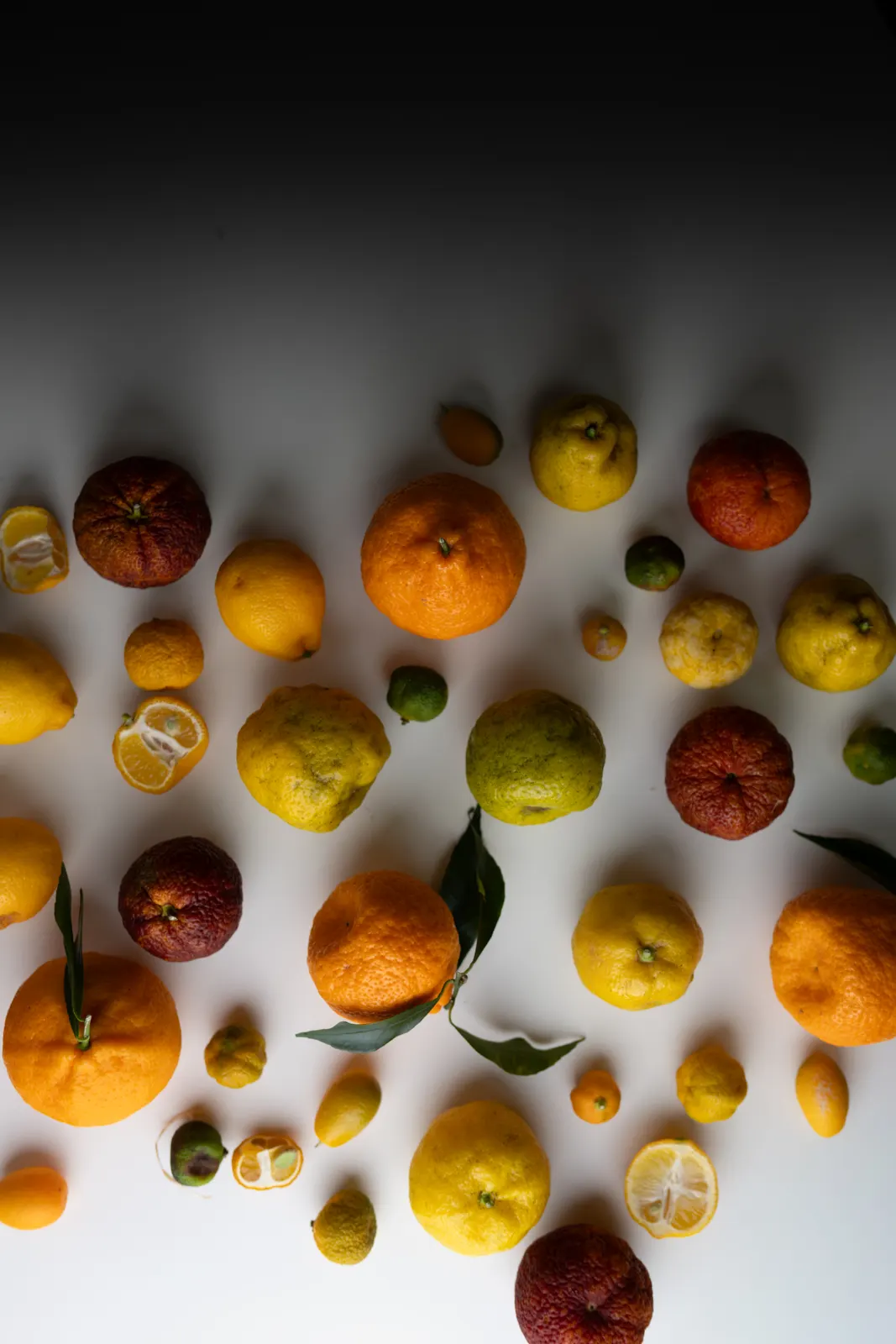 Rozo, Lille : photographie de Jordan Sapally (75/113)