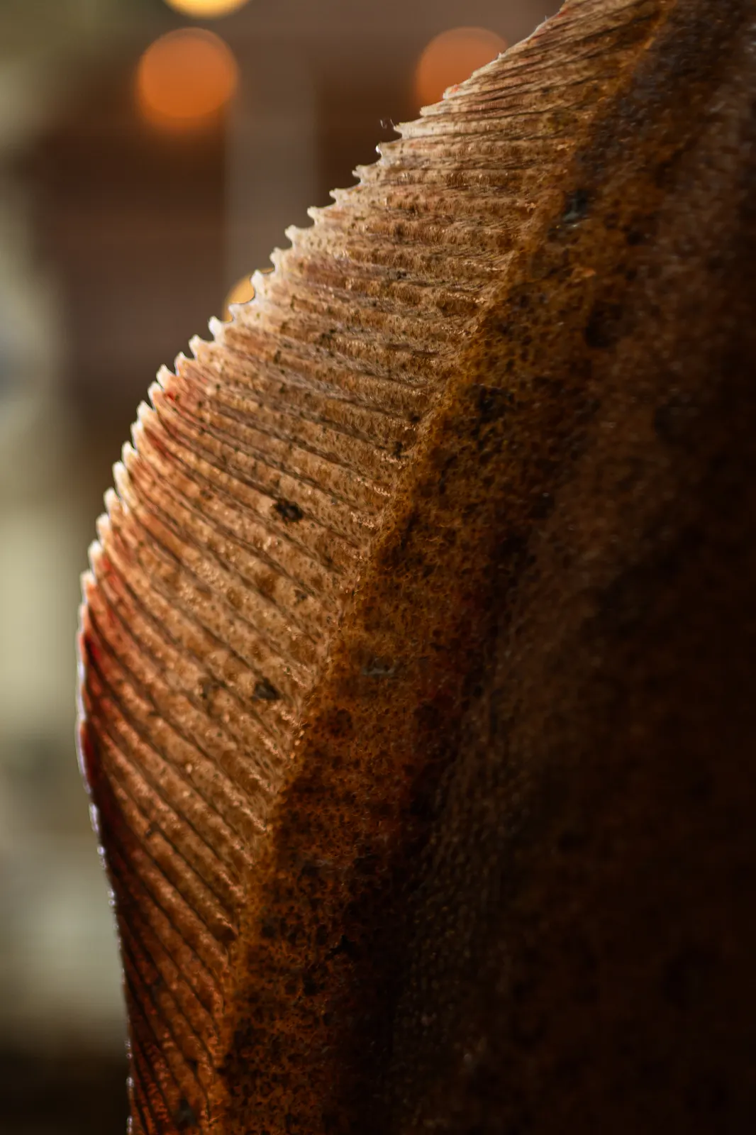 Rozo, Lille : photographie de Jordan Sapally (79/113)