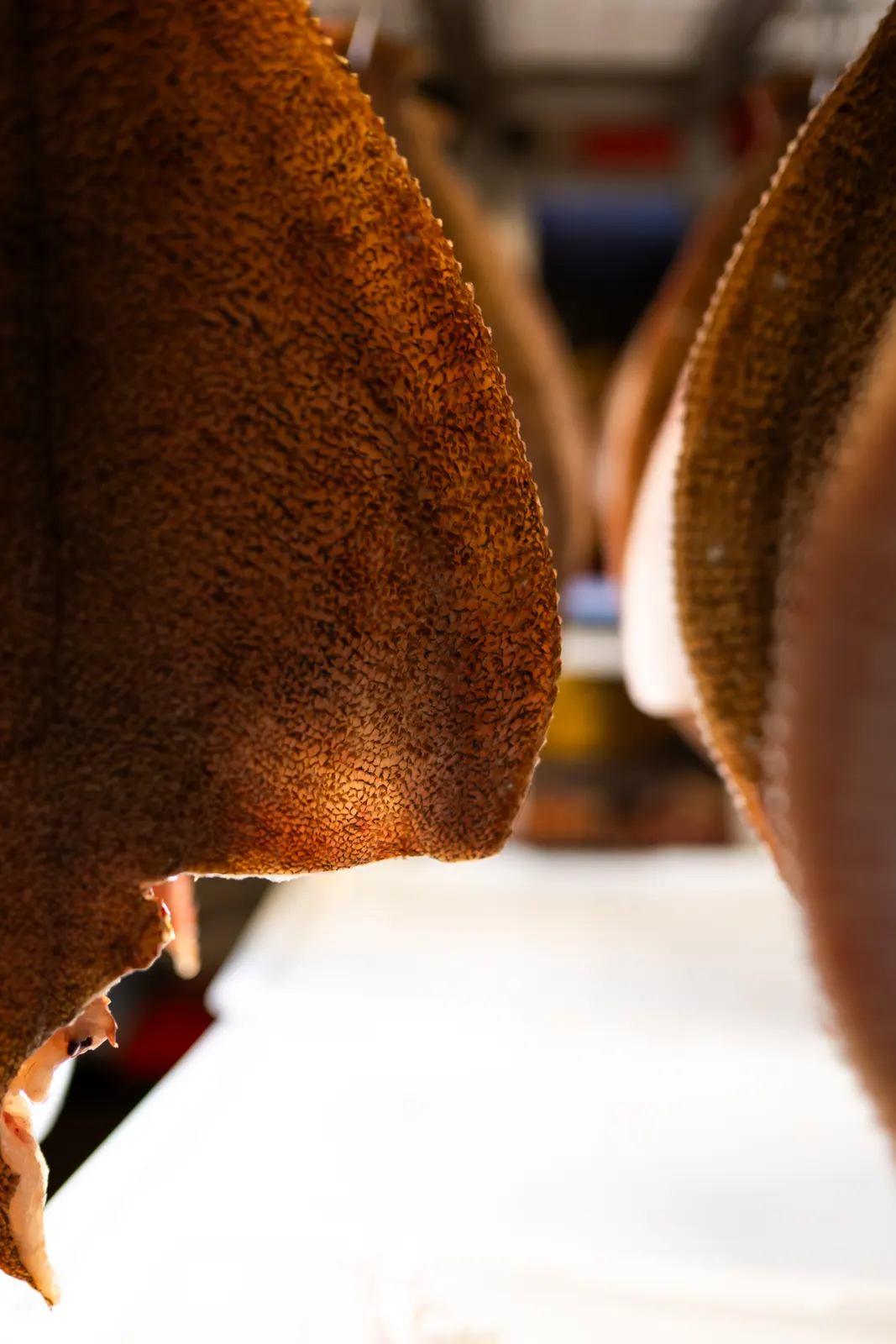 Rozo, Lille : photographie de Jordan Sapally (82/113)