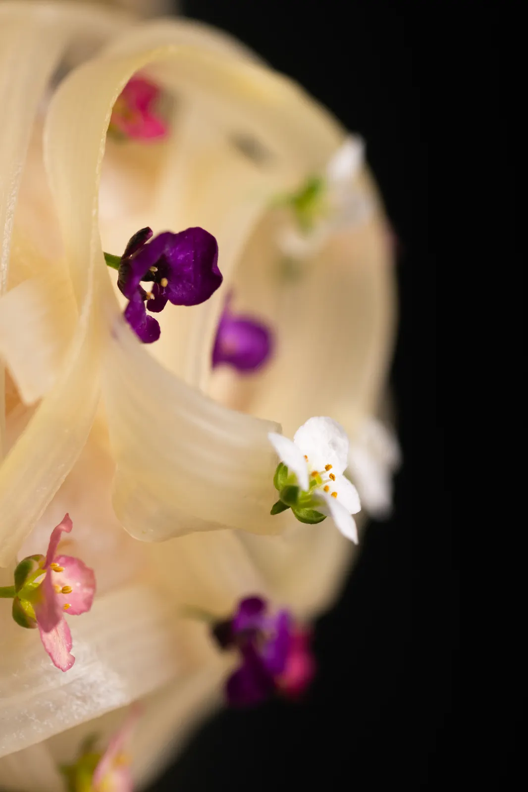 Sonoma (Capella Kyoto): photograph by Jordan Sapally (63/106)