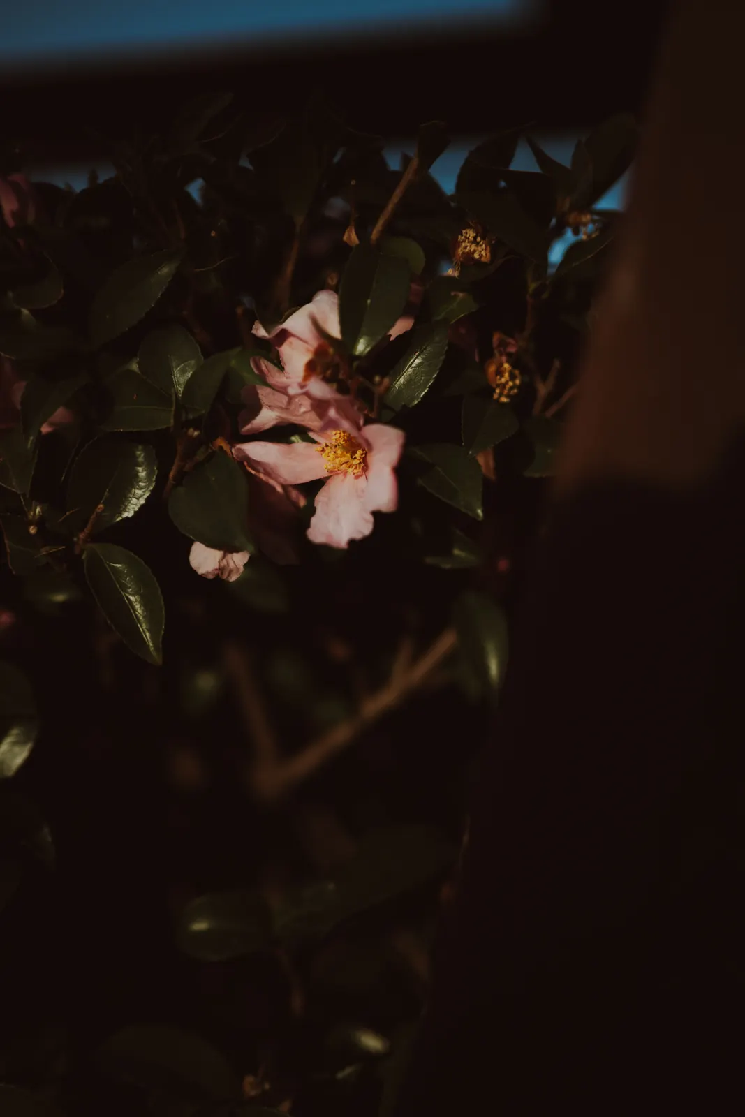 Capella Kyoto : photographie de Jordan Sapally (8/136)
