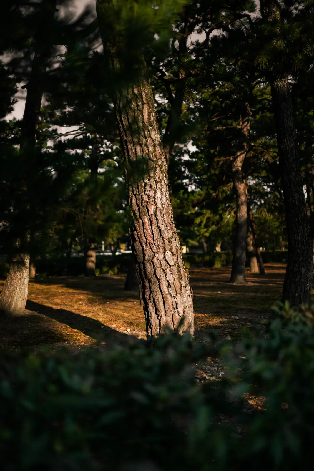 Capella Kyoto : photographie de Jordan Sapally (25/136)