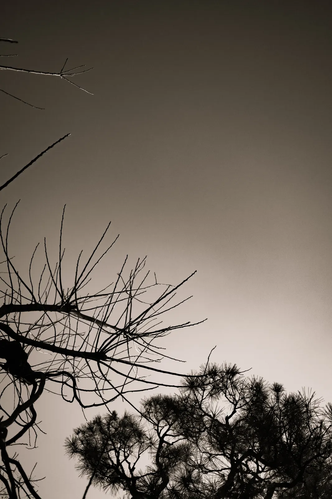 Capella Kyoto : photographie de Jordan Sapally (29/136)