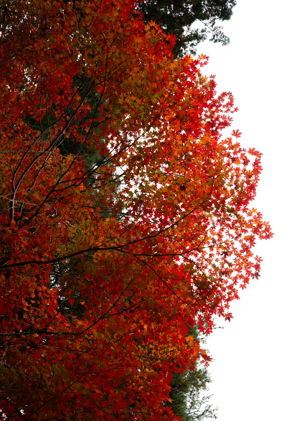 Genji Kyoto : photographie de Jordan Sapally (103/145)