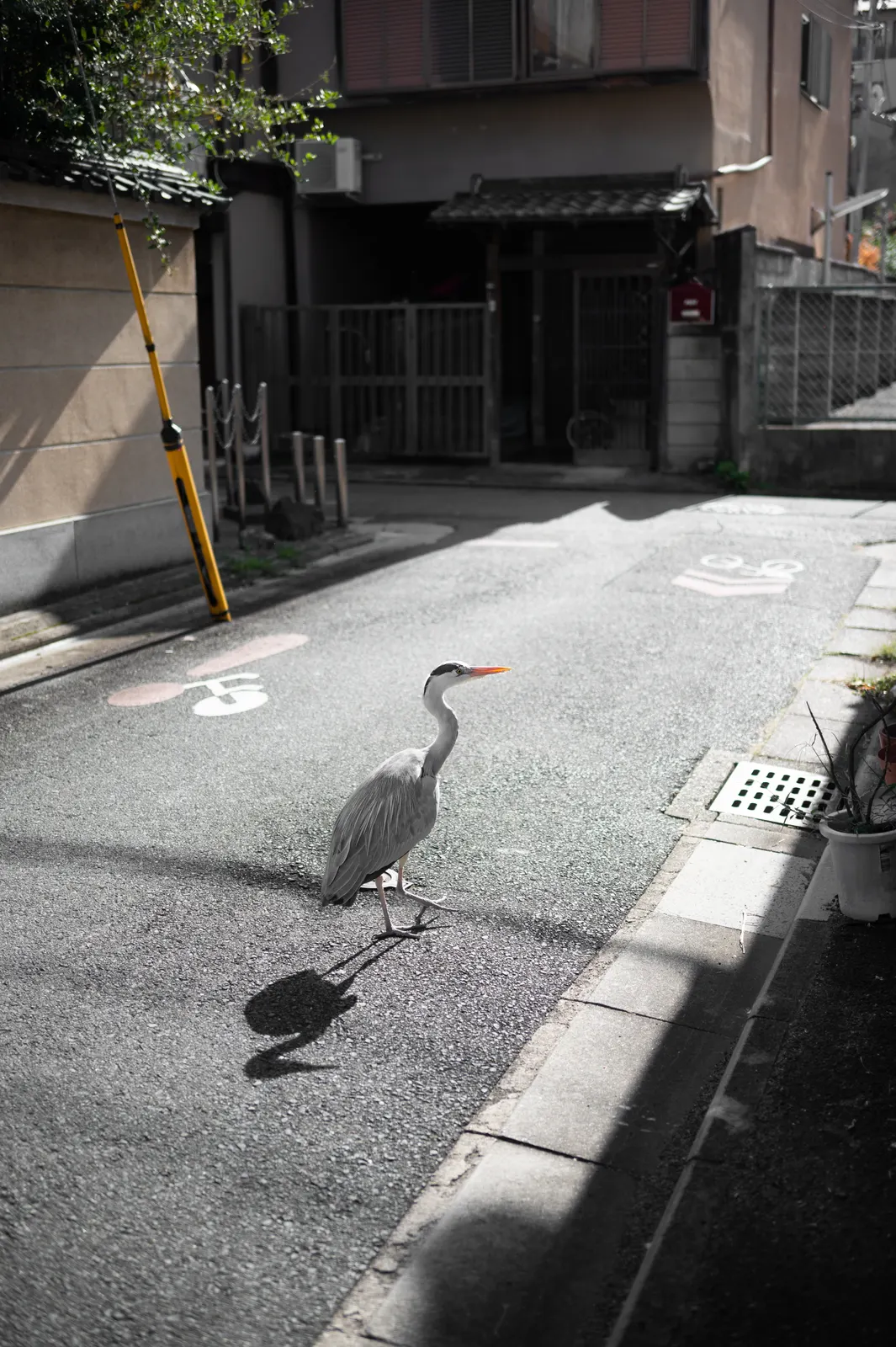 Genji Kyoto : photographie de Jordan Sapally (46/145)