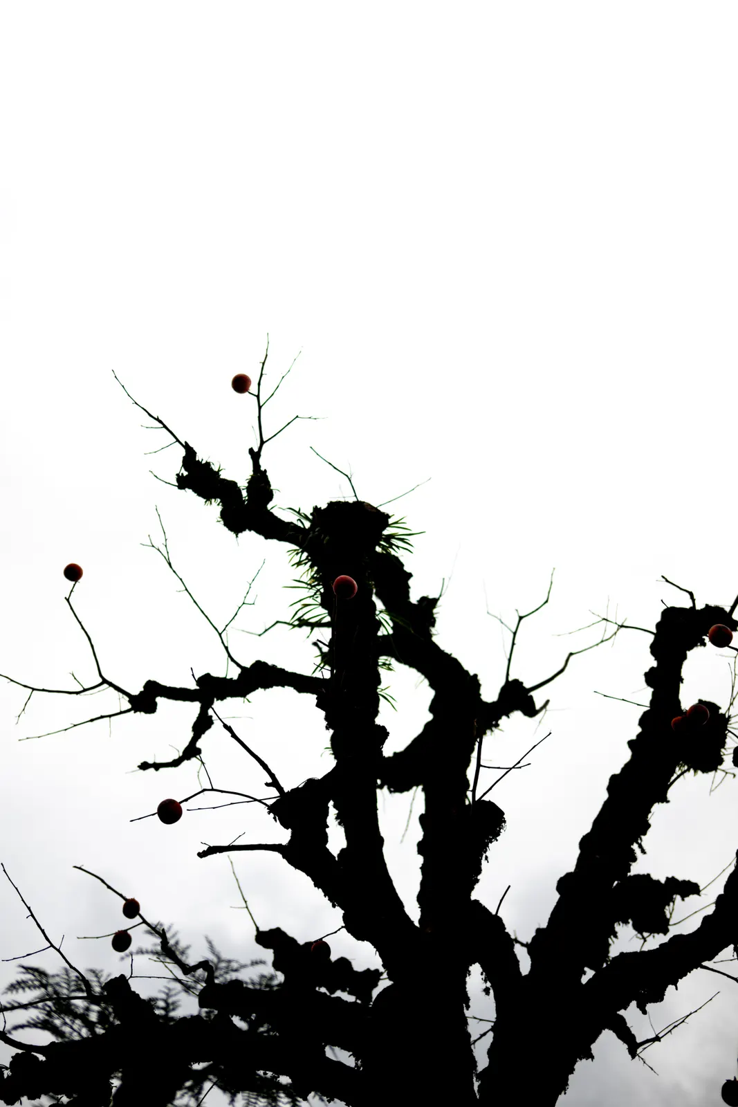 Genji Kyoto : photographie de Jordan Sapally (95/145)