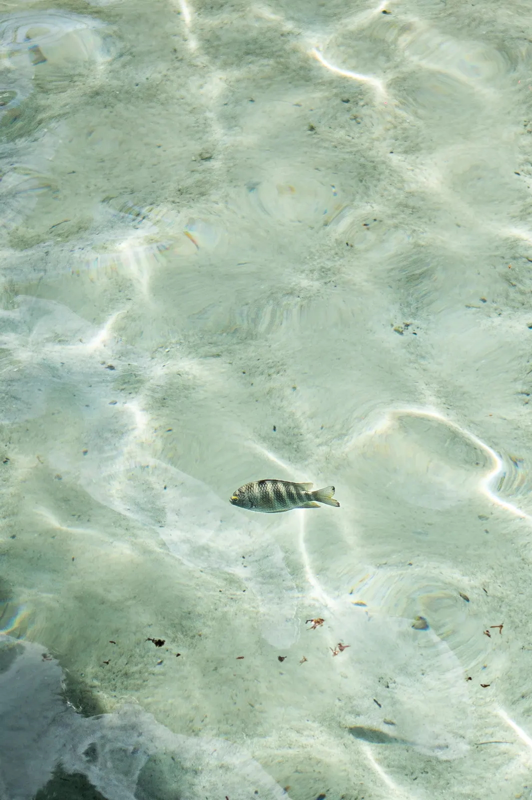 Manava, Moorea: photograph by Jordan Sapally (30/125)