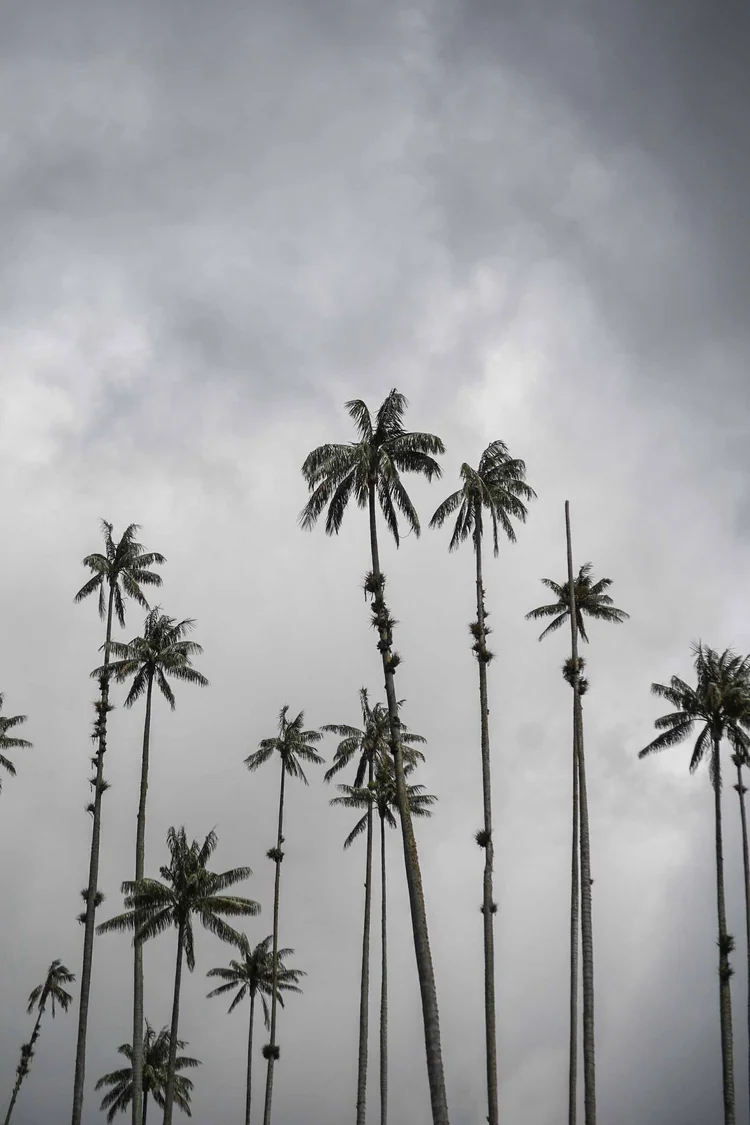 Colombie: photograph by Jordan Sapally (24/28)