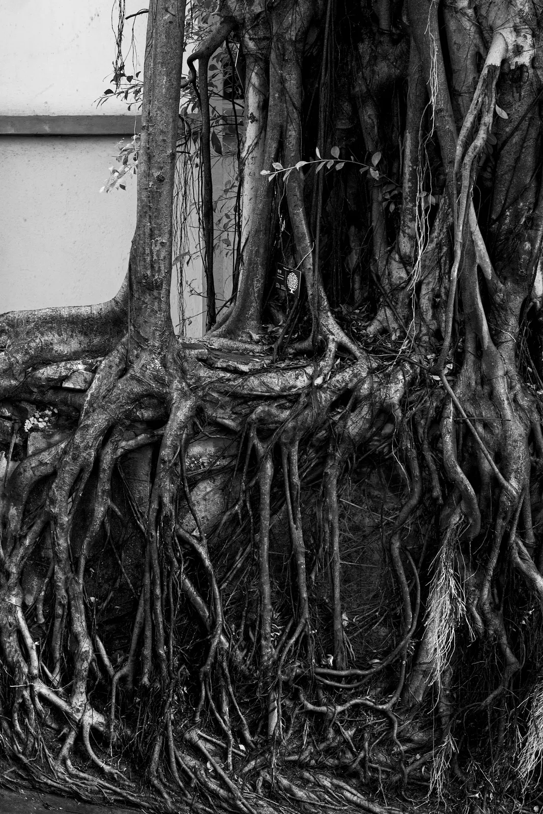 Hong Kong : photographie de Jordan Sapally (118/174)