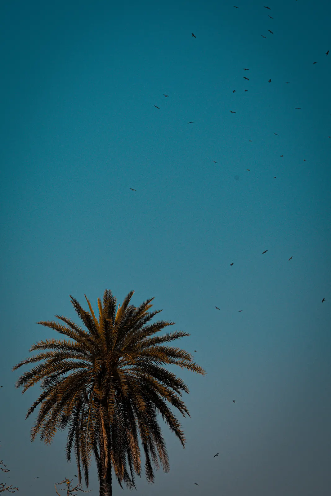 Inde: photograph by Jordan Sapally (34/73)