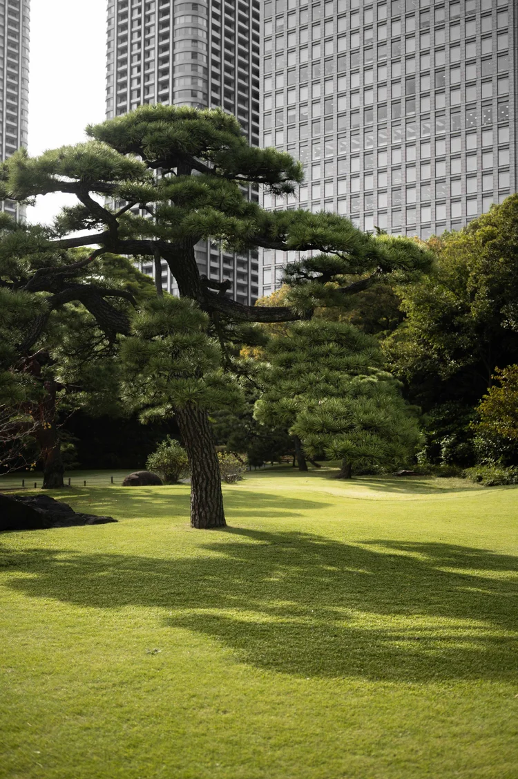 Japon: photograph by Jordan Sapally (7/213)