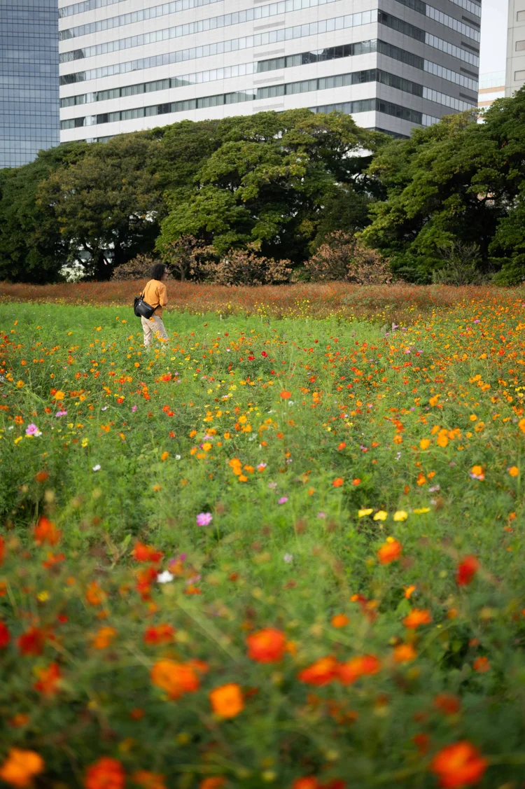 Japon: photograph by Jordan Sapally (16/213)