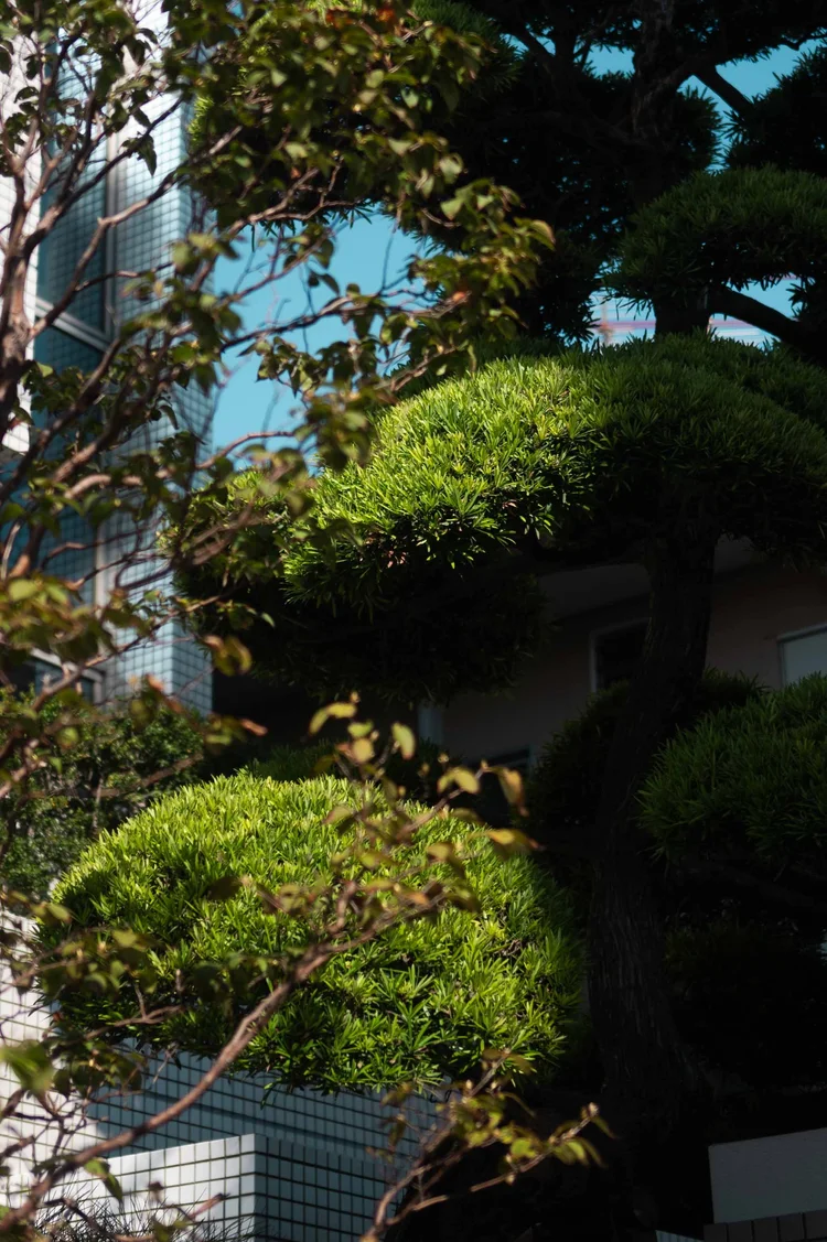 Japon: photograph by Jordan Sapally (33/213)