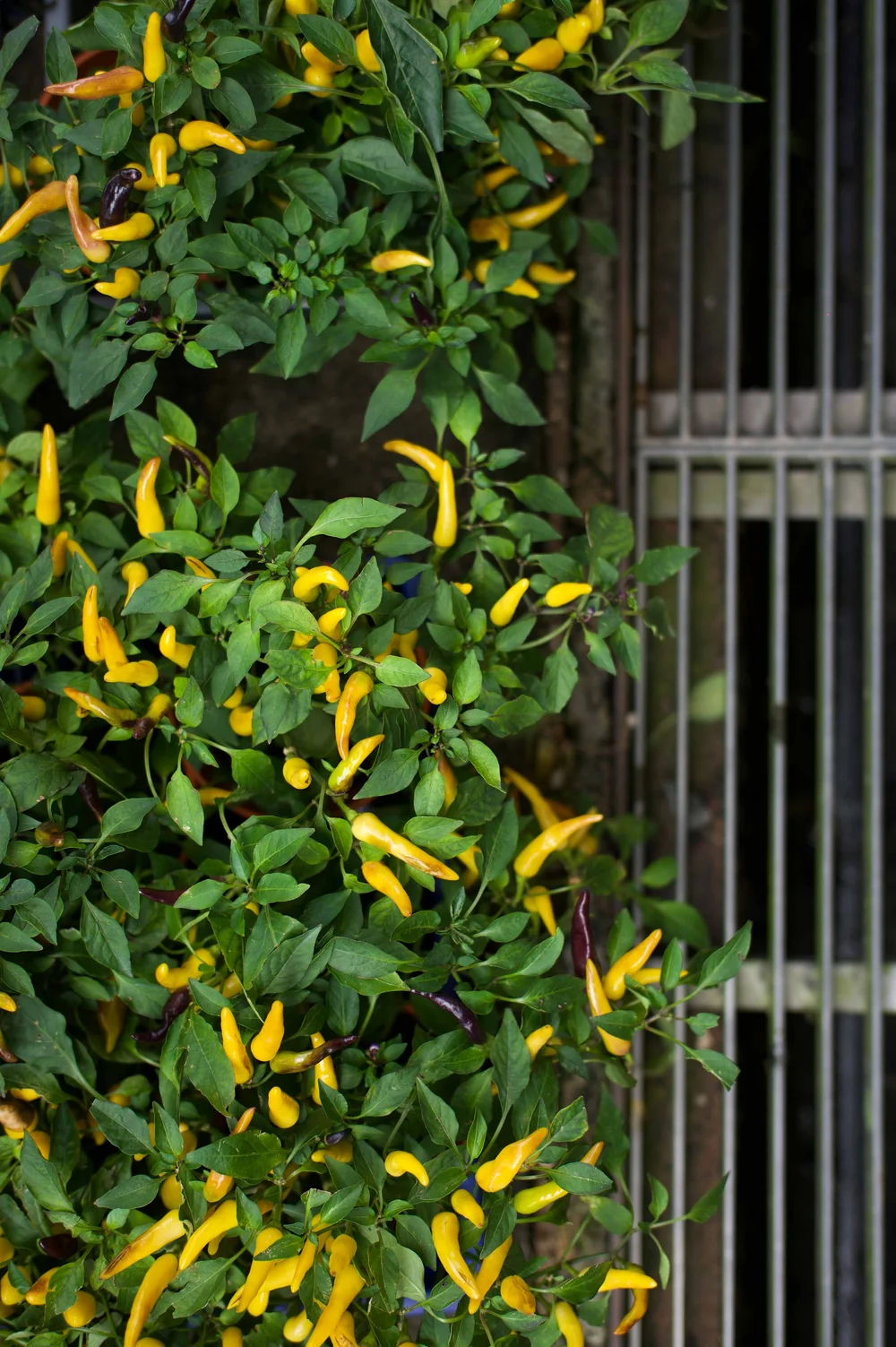 Singapour: photograph by Jordan Sapally (56/119)